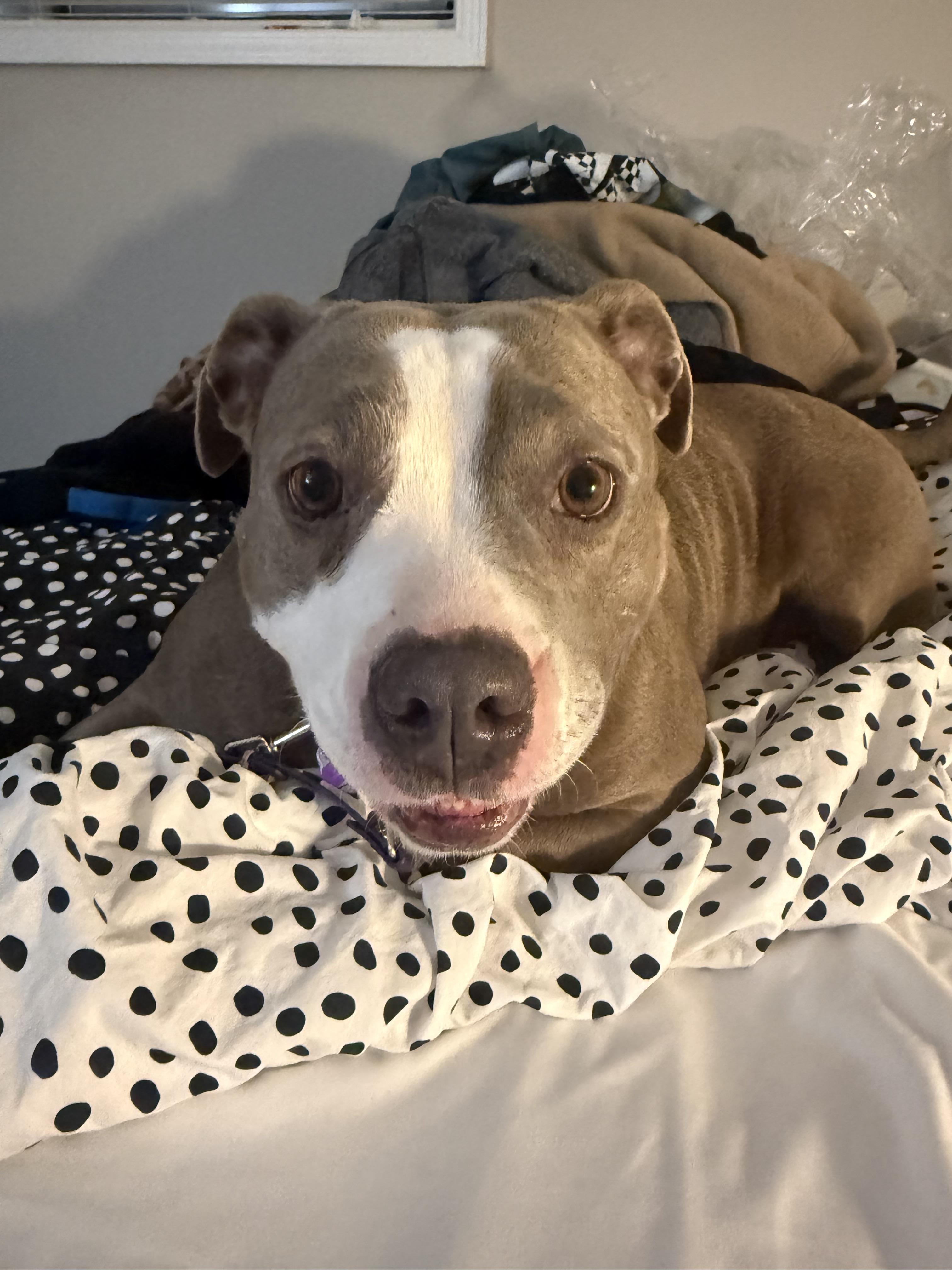 Enlarge Mango Maggie, a ADOPTABLE American Staffordshire Terrier in Cumming, GA image 4/6