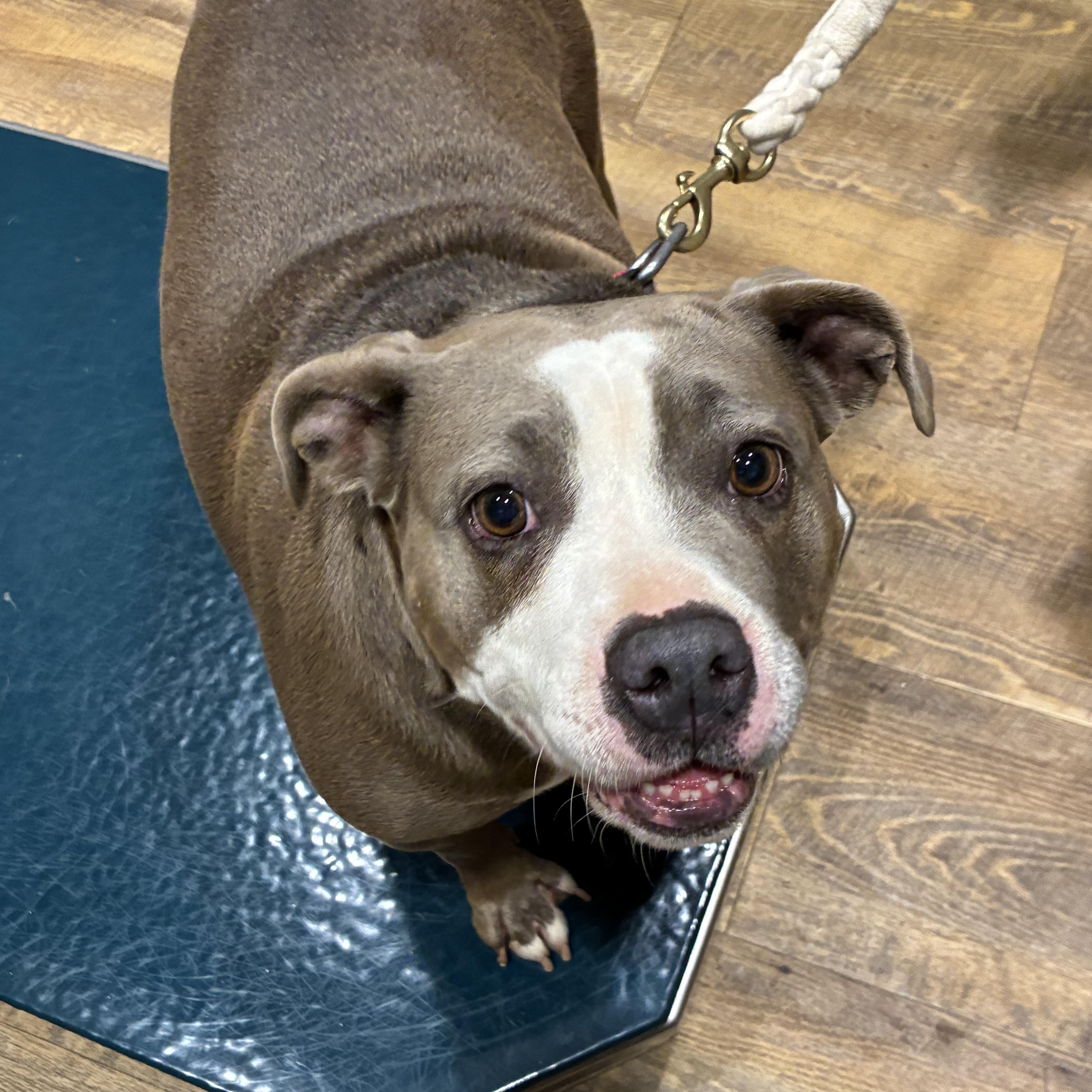 Enlarge Mango, a ADOPTABLE American Staffordshire Terrier in Cumming, GA image 3/5