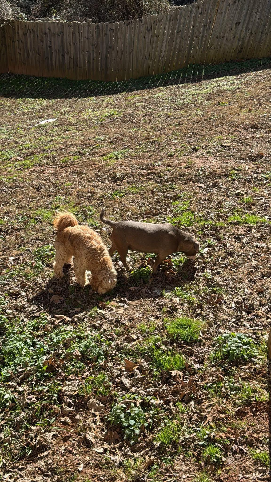 Enlarge Mango, a ADOPTABLE American Staffordshire Terrier in Cumming, GA image 2/5