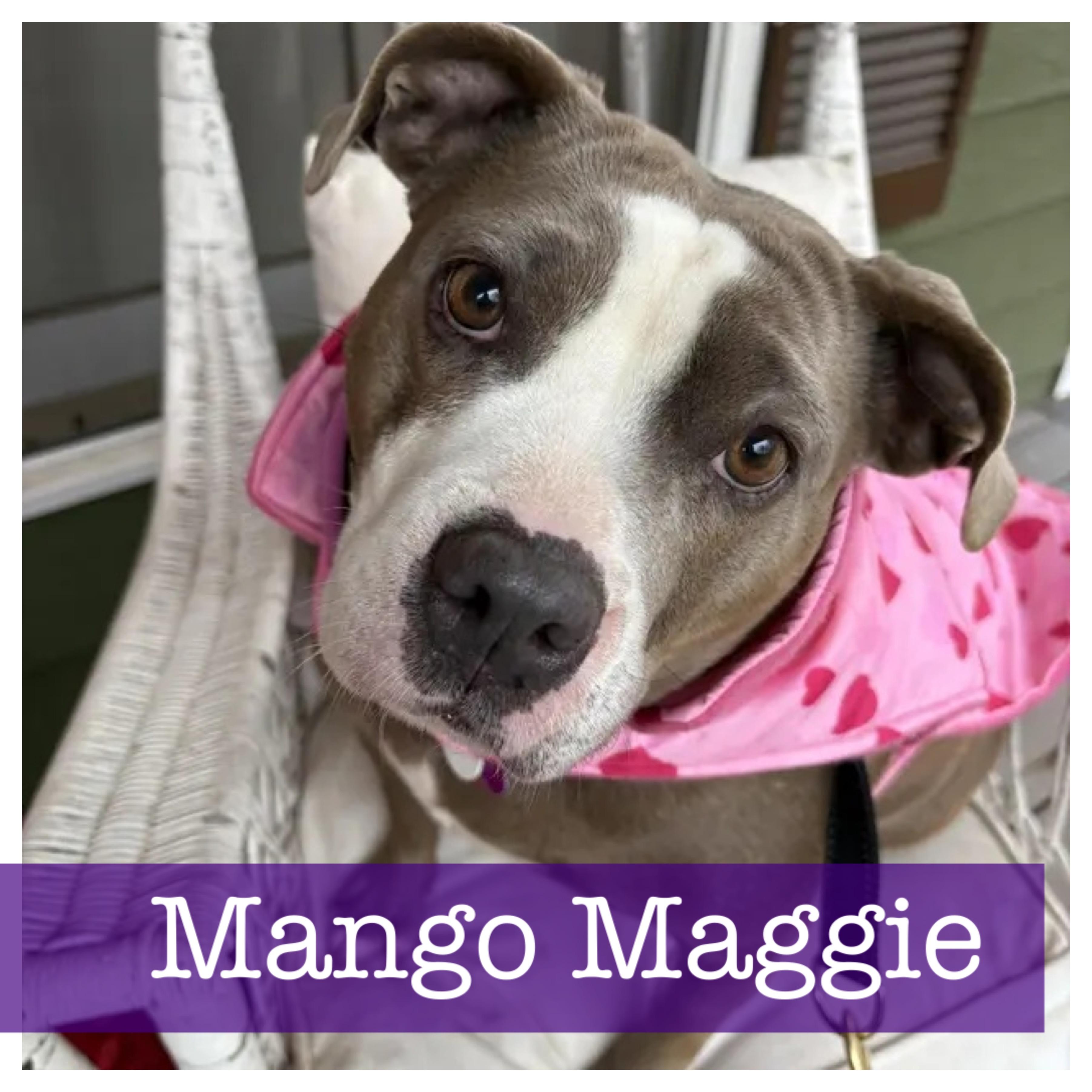 Enlarge Mango Maggie, a ADOPTABLE American Staffordshire Terrier in Cumming, GA image 1/5