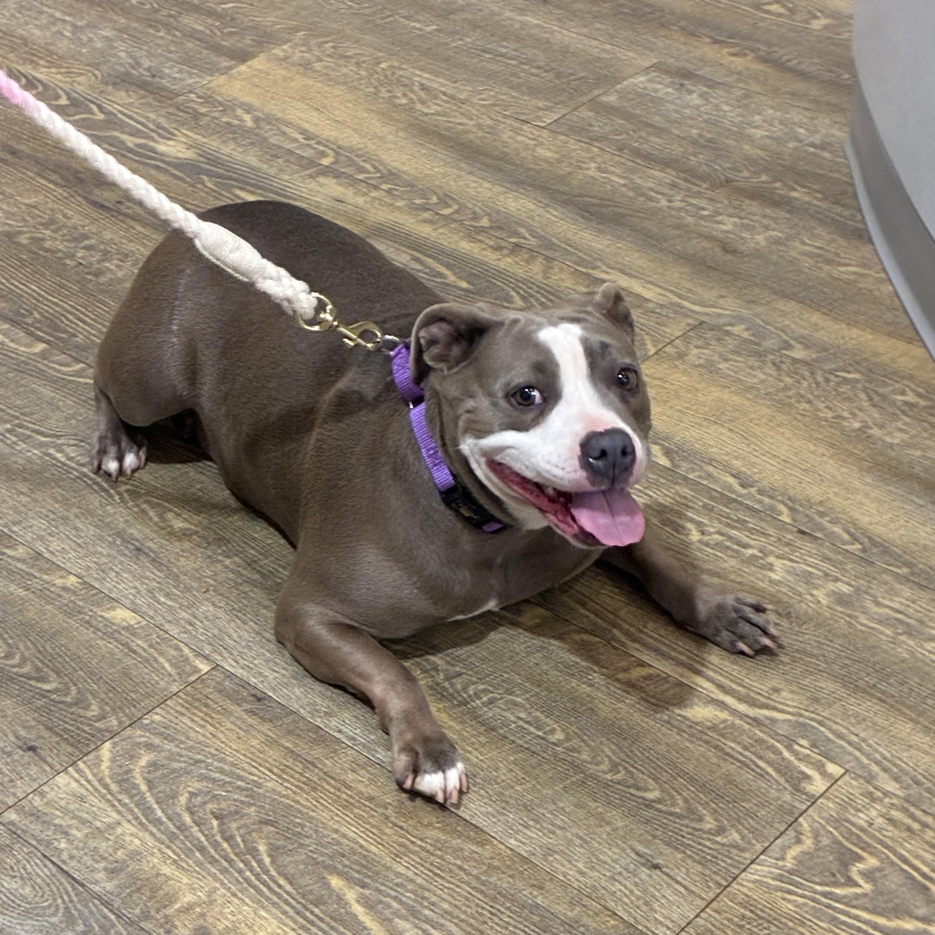 Enlarge Mango, a ADOPTABLE American Staffordshire Terrier in Cumming, GA image 4/5