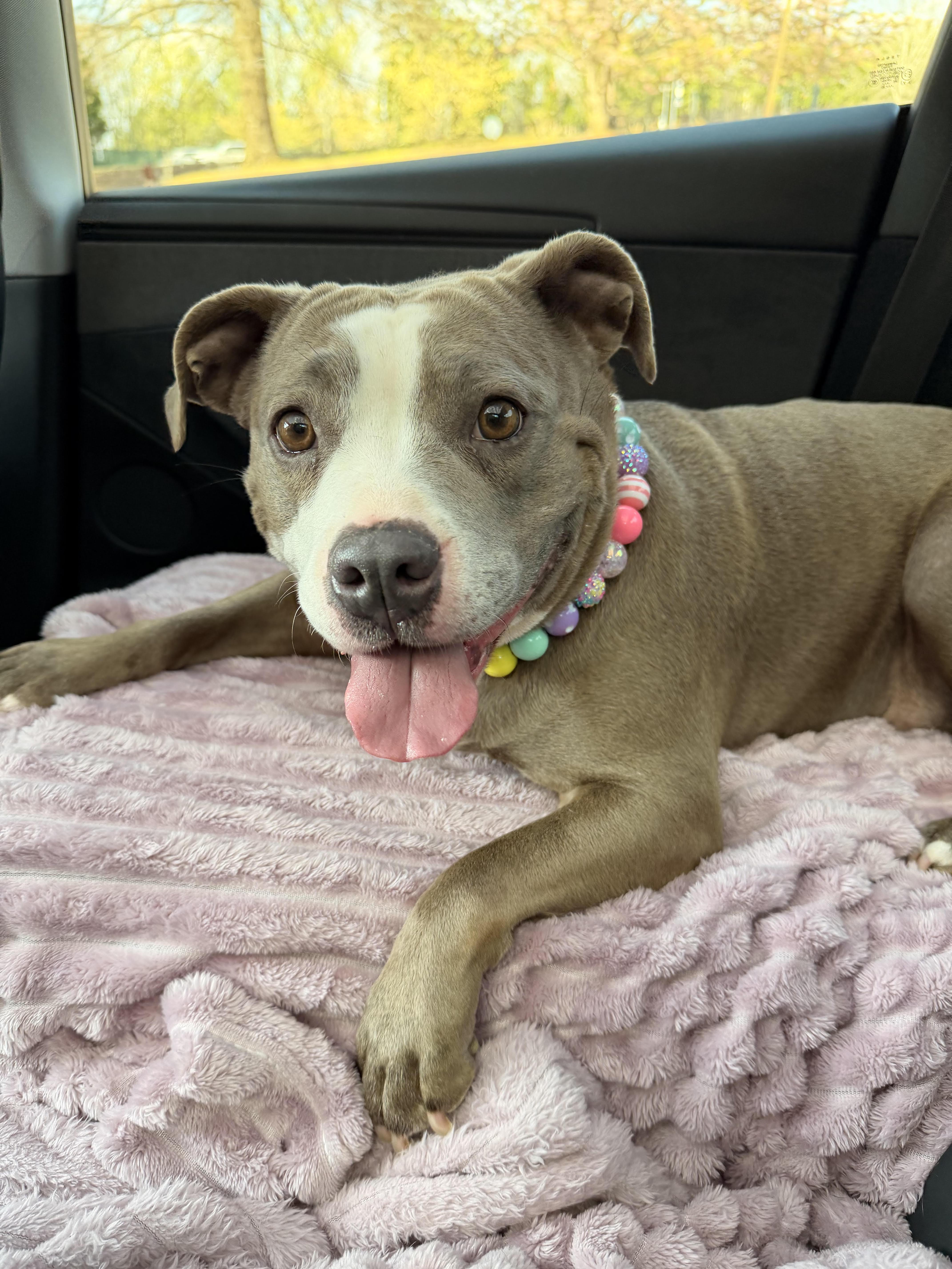 Enlarge Mango Maggie, a ADOPTABLE American Staffordshire Terrier in Cumming, GA image 5/5