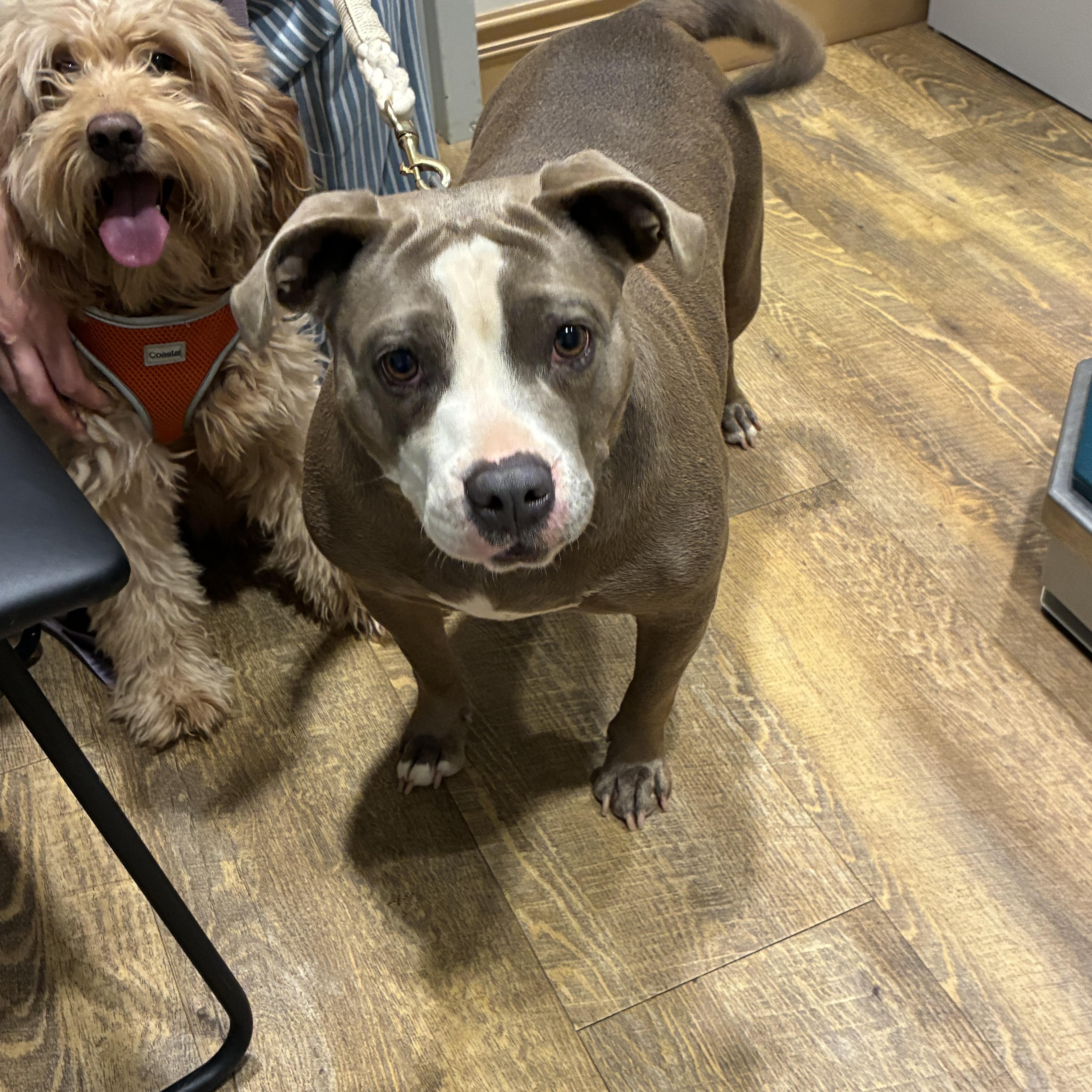 Enlarge Mango, a ADOPTABLE American Staffordshire Terrier in Cumming, GA image 5/5