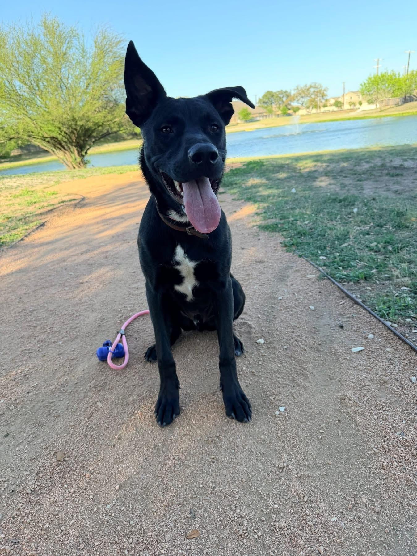 Enlarge Ash, a Adoptable mixed breed in Austin, TX image 6/6