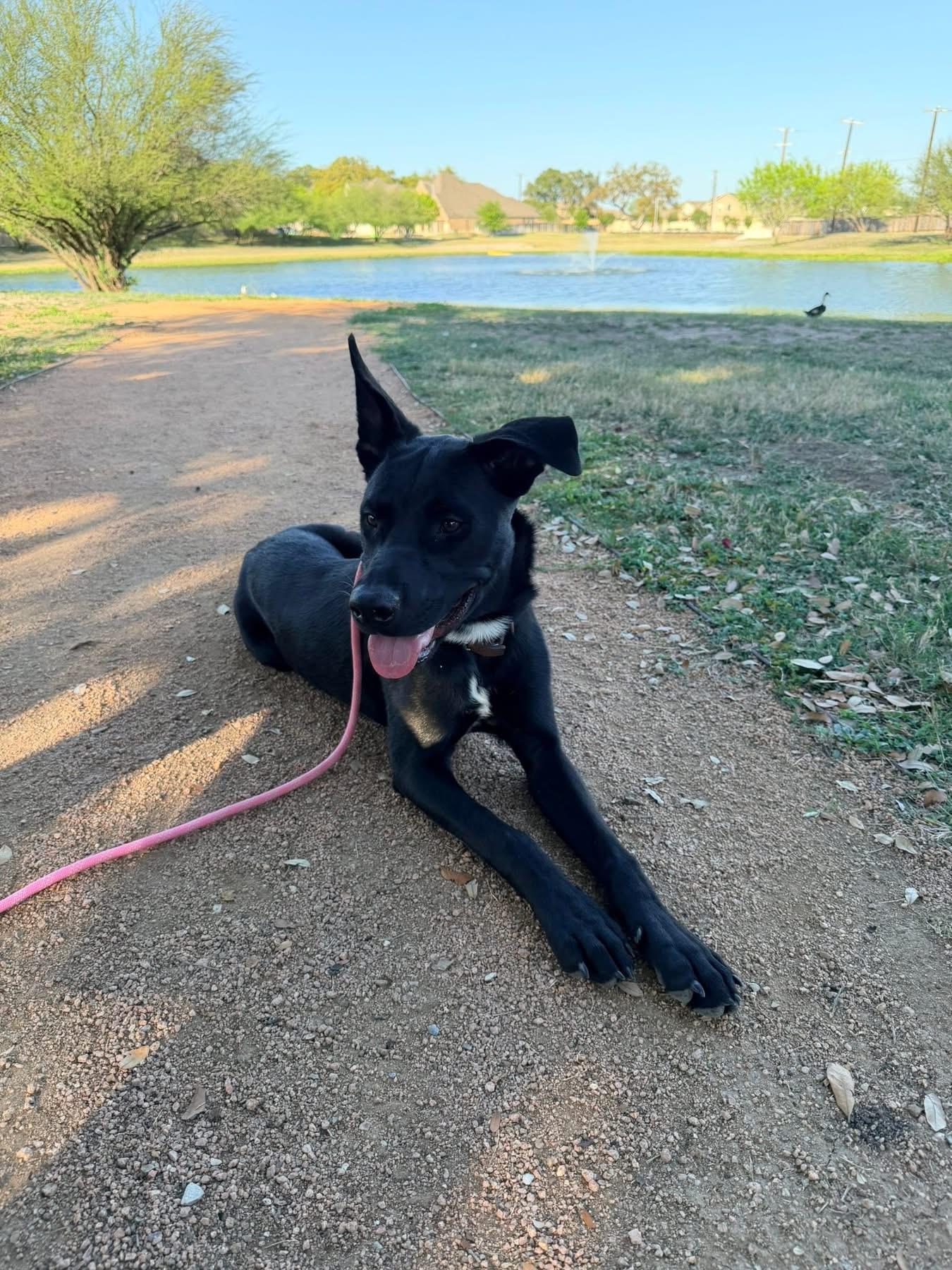 Enlarge Ash, a Adoptable mixed breed in Austin, TX image 2/6