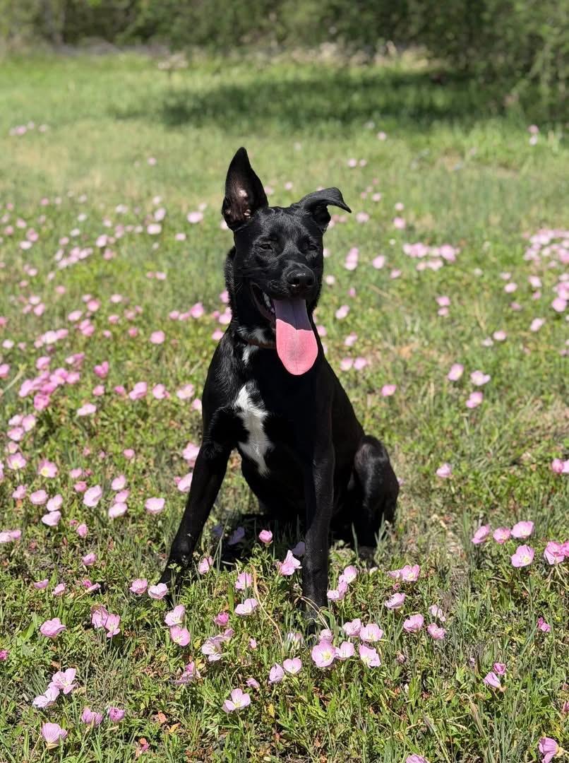 Enlarge Ash, a Adoptable mixed breed in Austin, TX image 1/6
