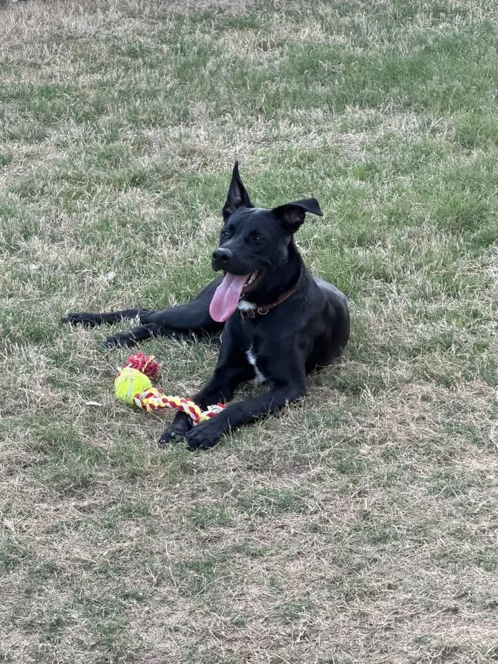 Enlarge Ash, a Adoptable mixed breed in Austin, TX image 3/6