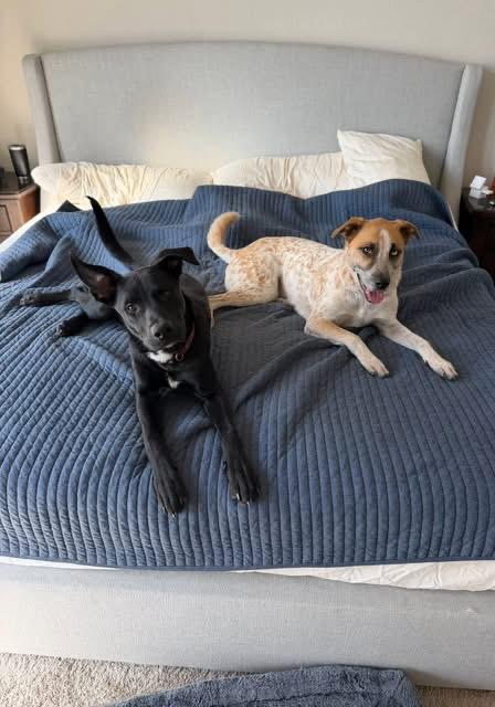 Enlarge Ash, a Adoptable mixed breed in Austin, TX image 5/6