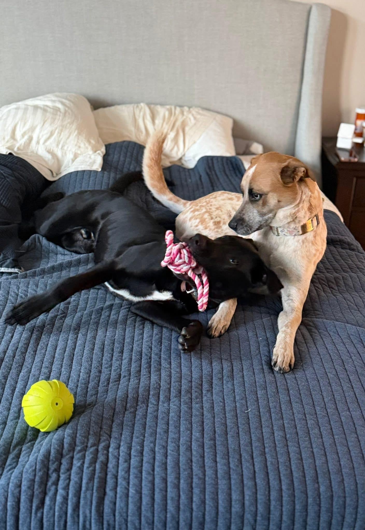 Enlarge Ash, a Adoptable mixed breed in Austin, TX image 4/6