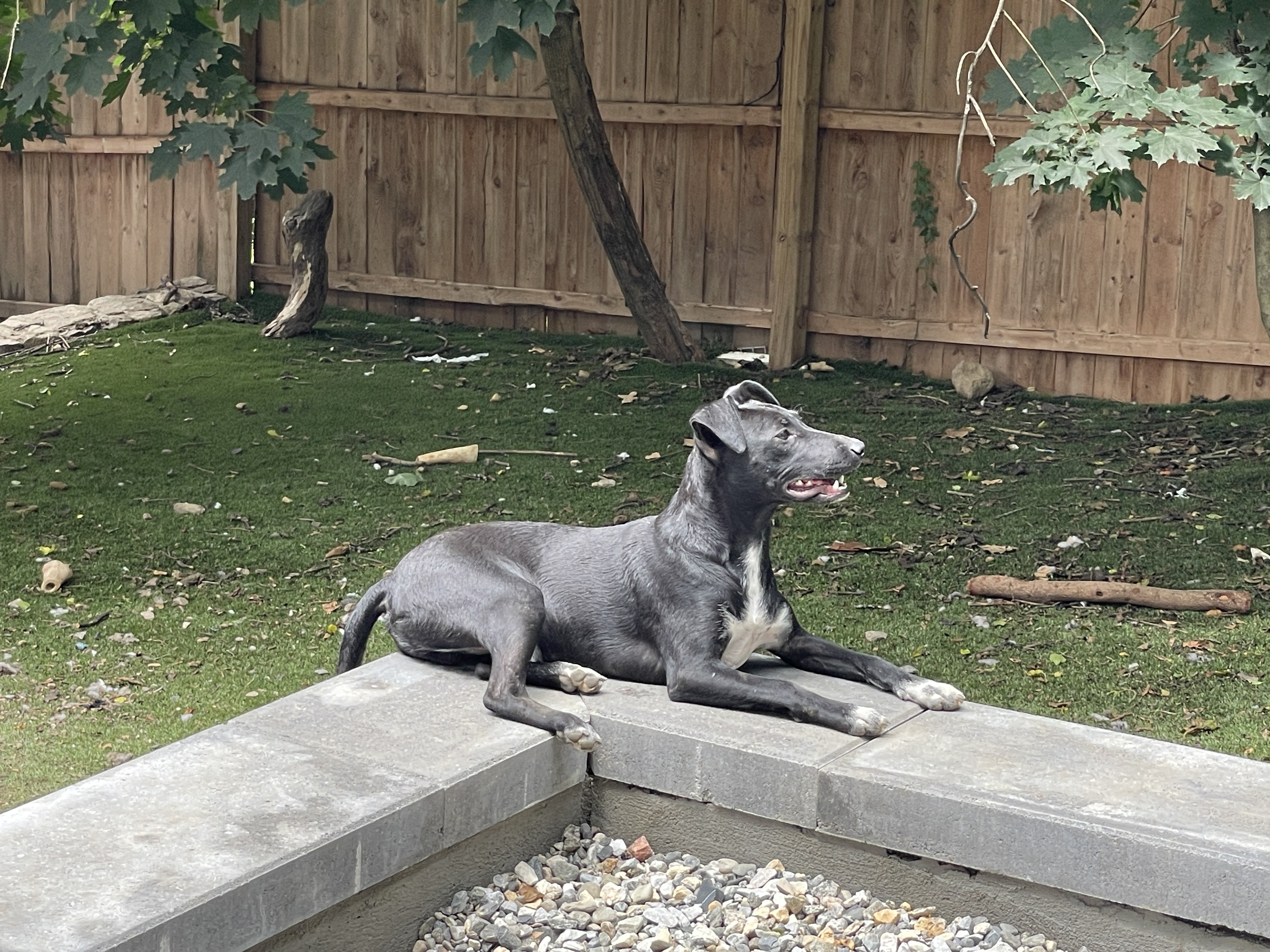 Enlarge Shadow, a Adoptable mixed breed in Cortlandt Manor, NY image 3/5
