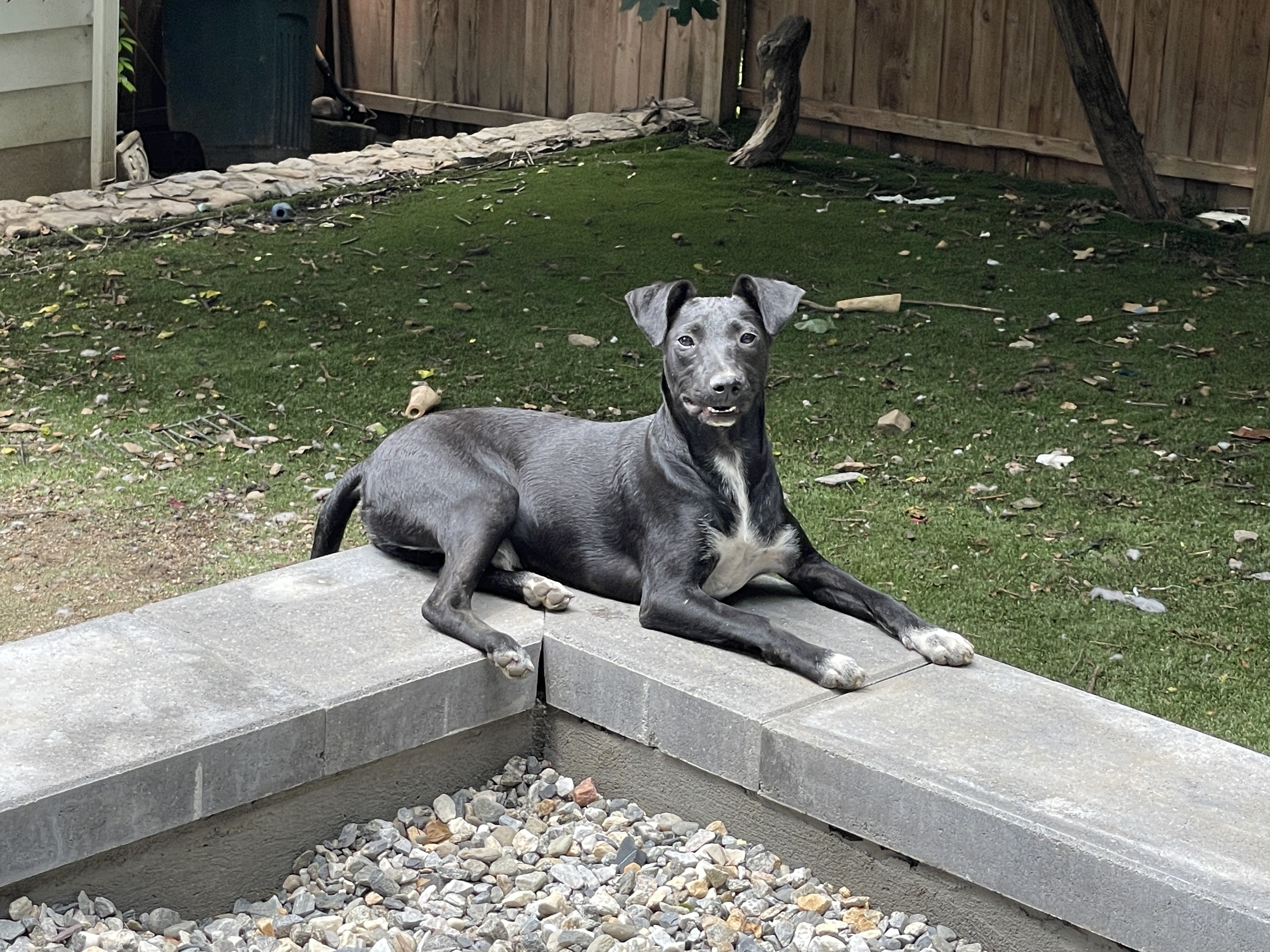 Enlarge Shadow, a Adoptable mixed breed in Cortlandt Manor, NY image 4/5