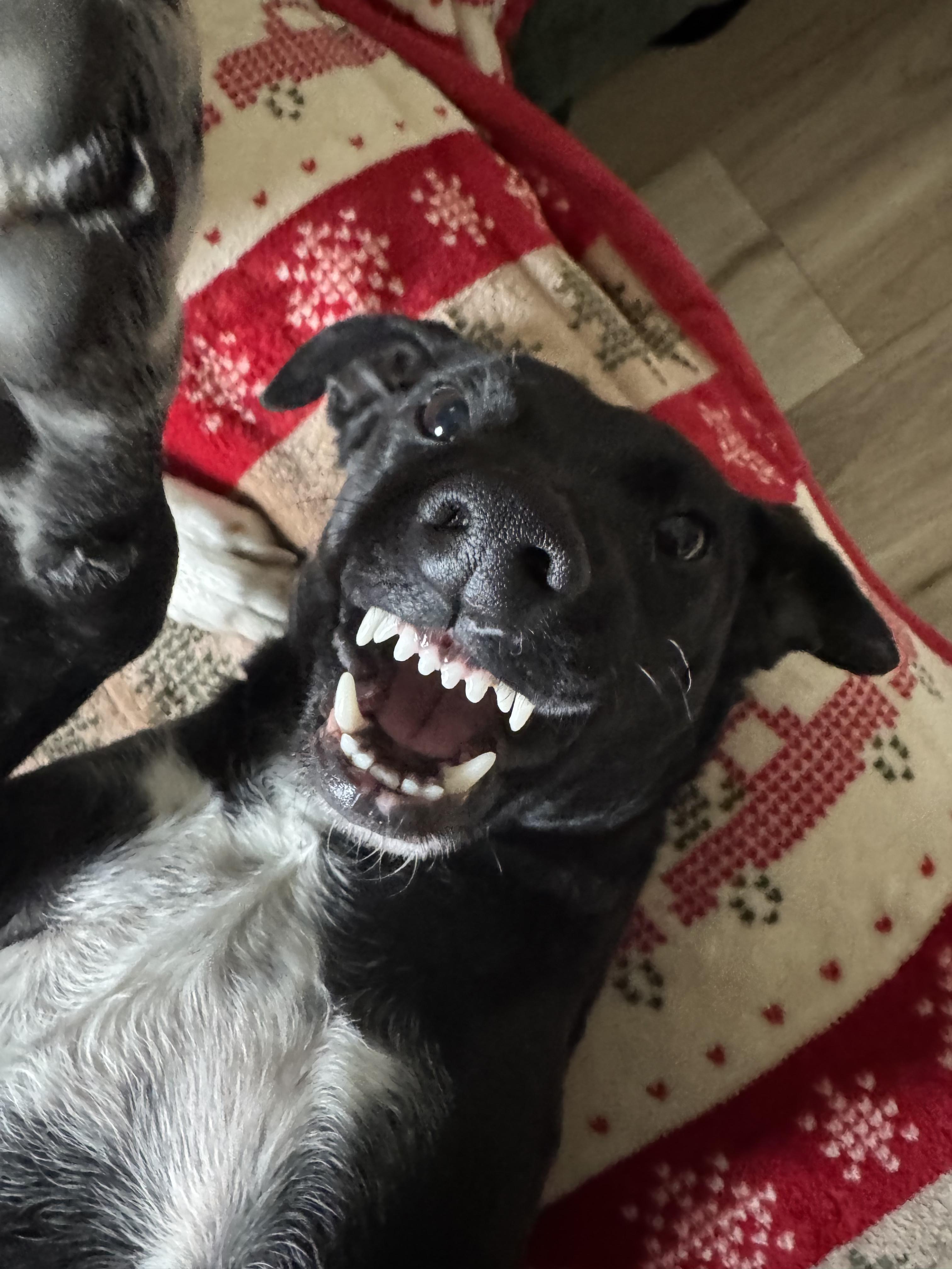 Enlarge Shadow, a Adoptable mixed breed in Cortlandt Manor, NY image 1/5