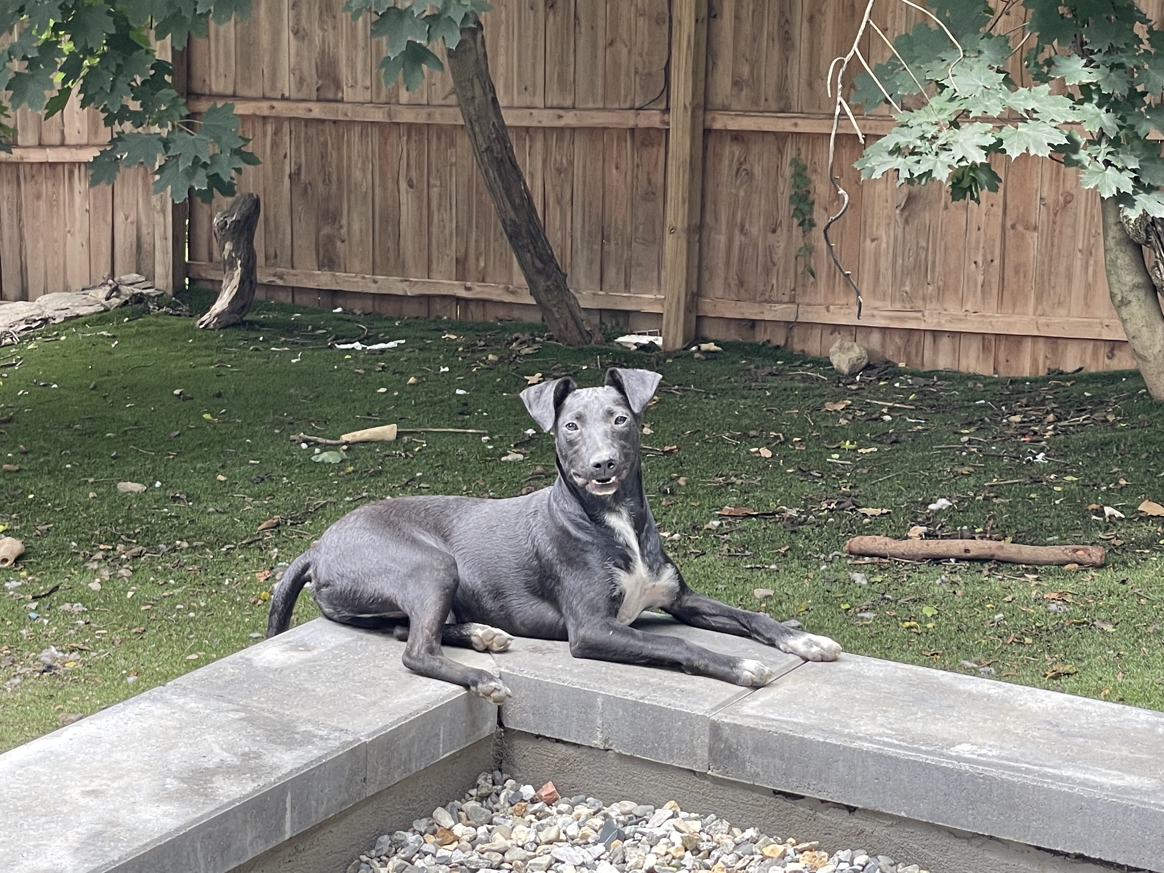 Enlarge Shadow, a Adoptable mixed breed in Cortlandt Manor, NY image 5/5