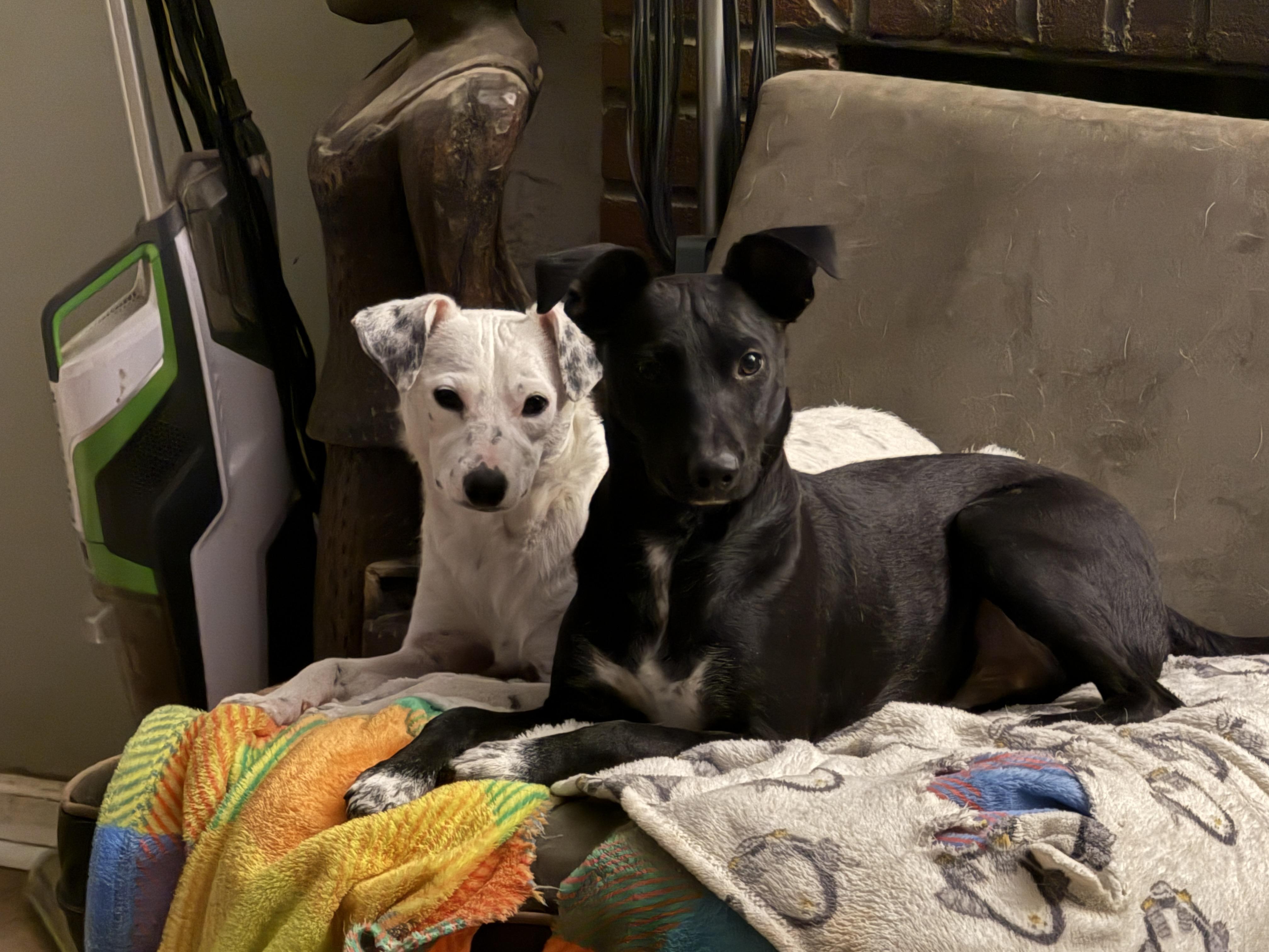 Enlarge Shadow, a Adoptable mixed breed in Cortlandt Manor, NY image 2/5