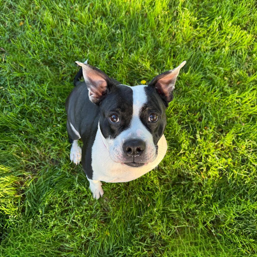 Molly, Adoptable, Senior Female Pit Bull Terrier.