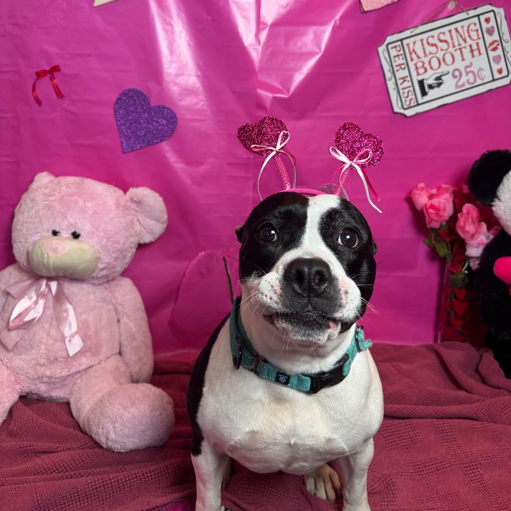 Molly, a Adoptable Pit Bull Terrier in Fresno, CA image 4/4