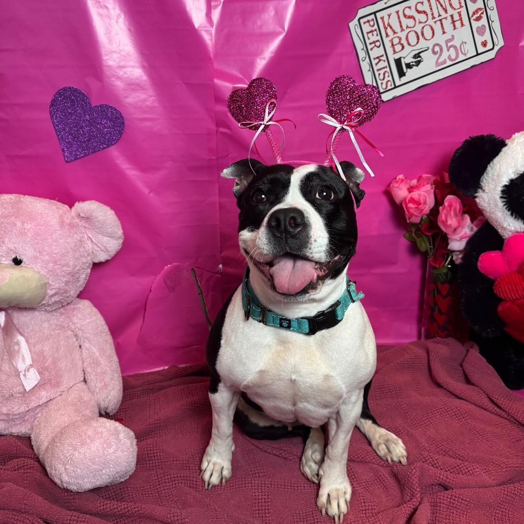 Molly, Adoptable, Senior Female Pit Bull Terrier.