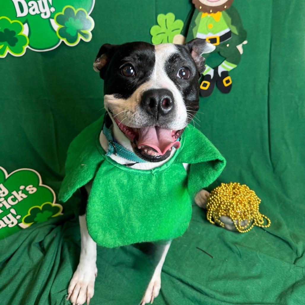 Molly, a Adoptable Pit Bull Terrier in Fresno, CA image 2/4