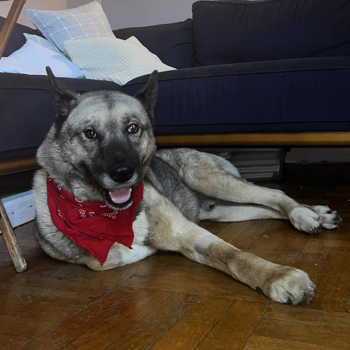 Enlarge Max, a Adopted mixed breed in Chester, NH image 4/5