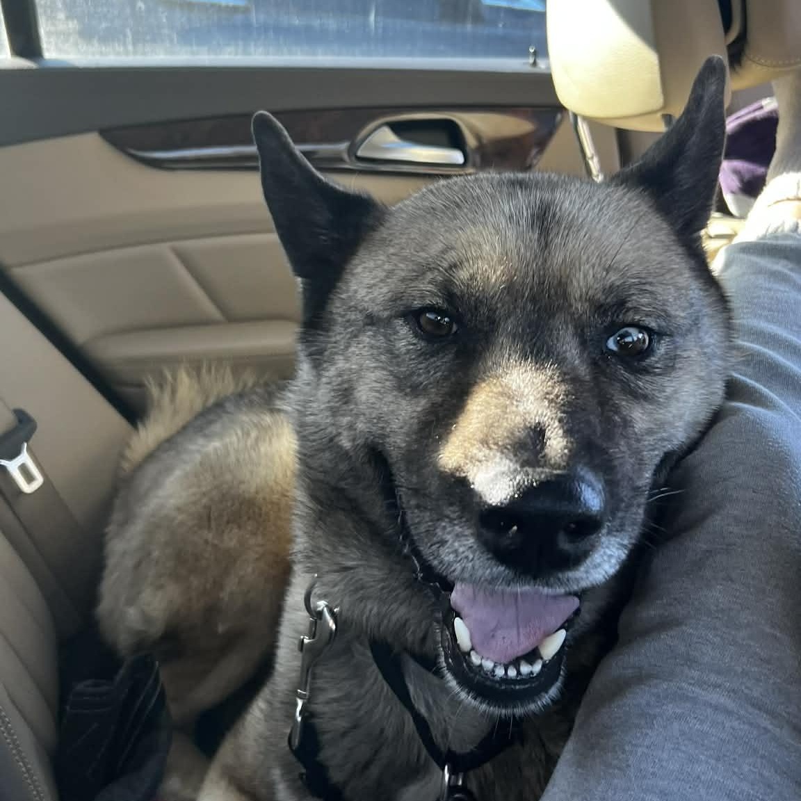 Enlarge Max, a Adopted mixed breed in Chester, NH image 2/5