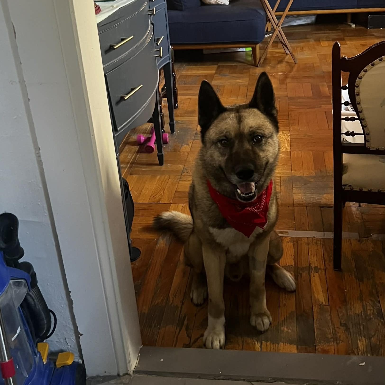 Enlarge Max, a Adopted mixed breed in Chester, NH image 3/5
