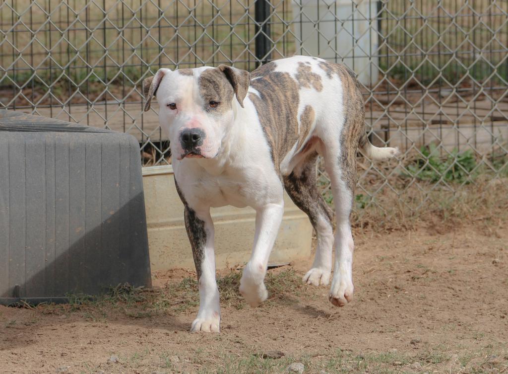 MEATBALL, Adoptable, Adult Male Mixed Breed.