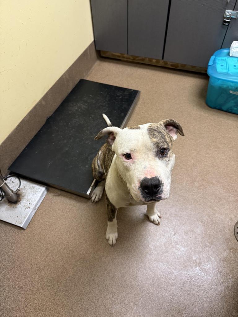 MEATBALL, Adoptable, Adult Male Mixed Breed.