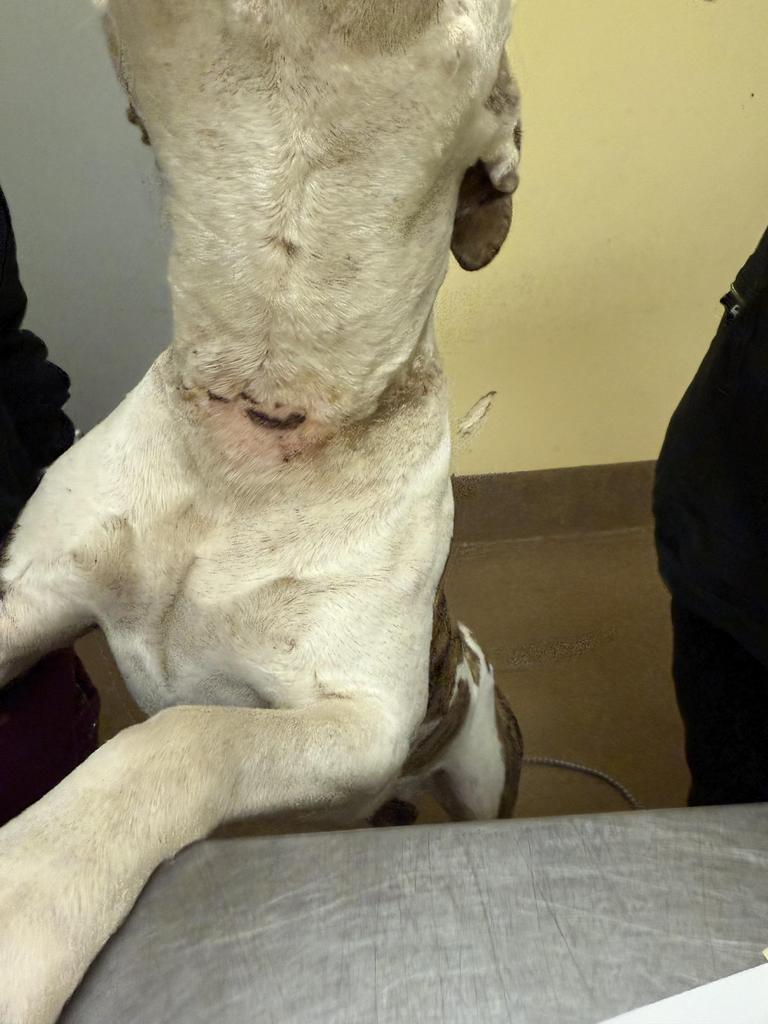 Enlarge MEATBALL, a Adoptable mixed breed in Florence, SC image 3/6