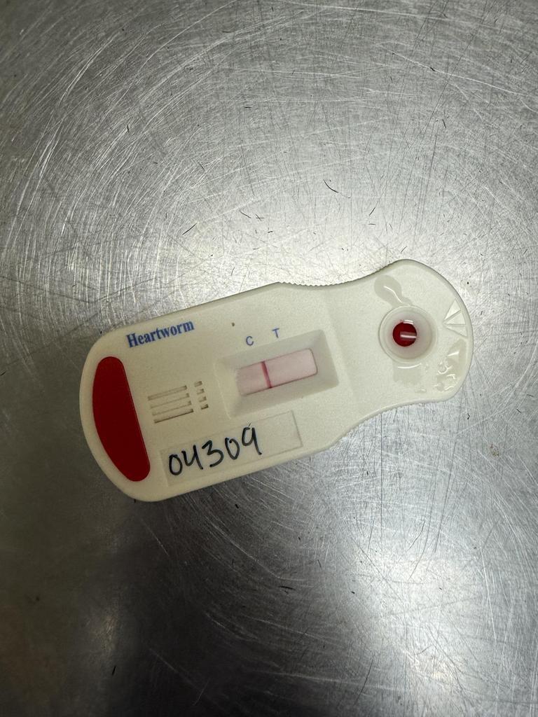 Enlarge MEATBALL, a Adoptable mixed breed in Florence, SC image 4/6