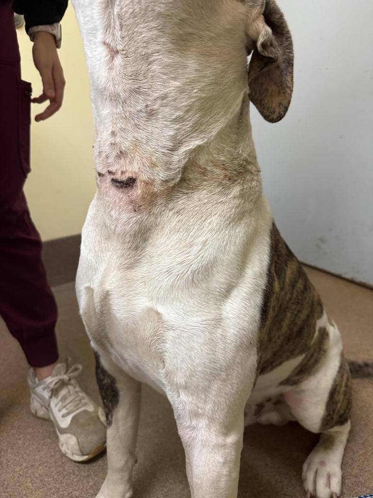 Enlarge MEATBALL, a Adoptable mixed breed in Florence, SC image 5/6