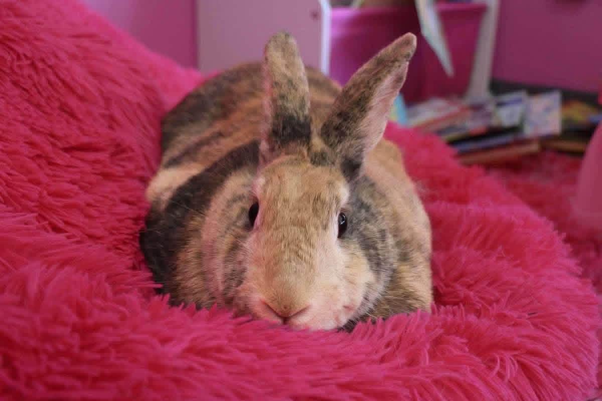 Mix and Match, ADOPTABLE, Adult Female Lionhead.