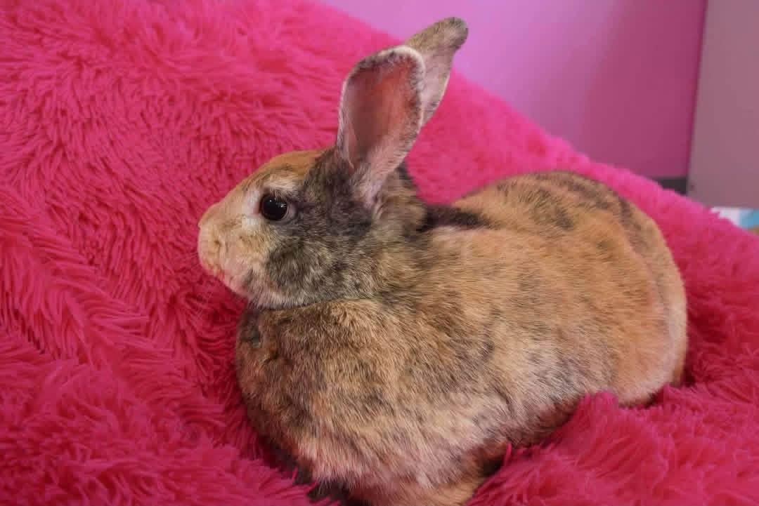 Mix and Match, a ADOPTABLE Lionhead in St. Charles, MO image 3/4