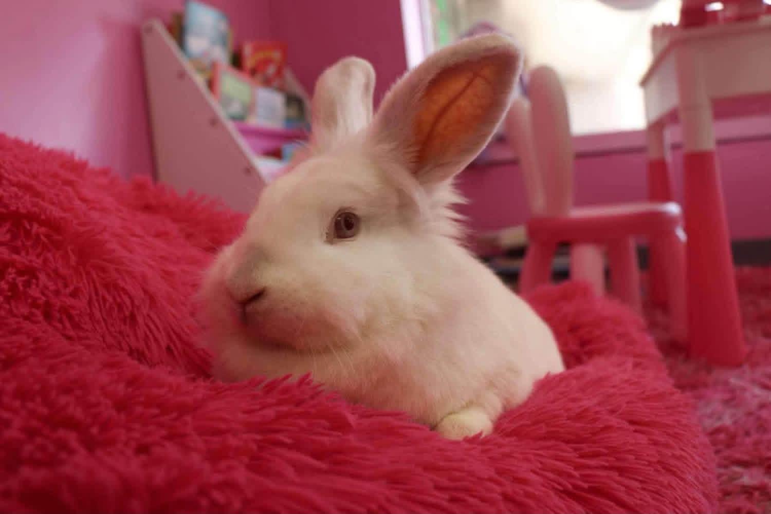 Mix and Match, a ADOPTABLE Lionhead in St. Charles, MO image 2/4