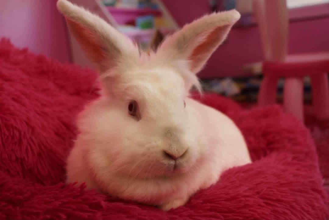 Mix and Match, a ADOPTABLE Lionhead in St. Charles, MO image 4/4