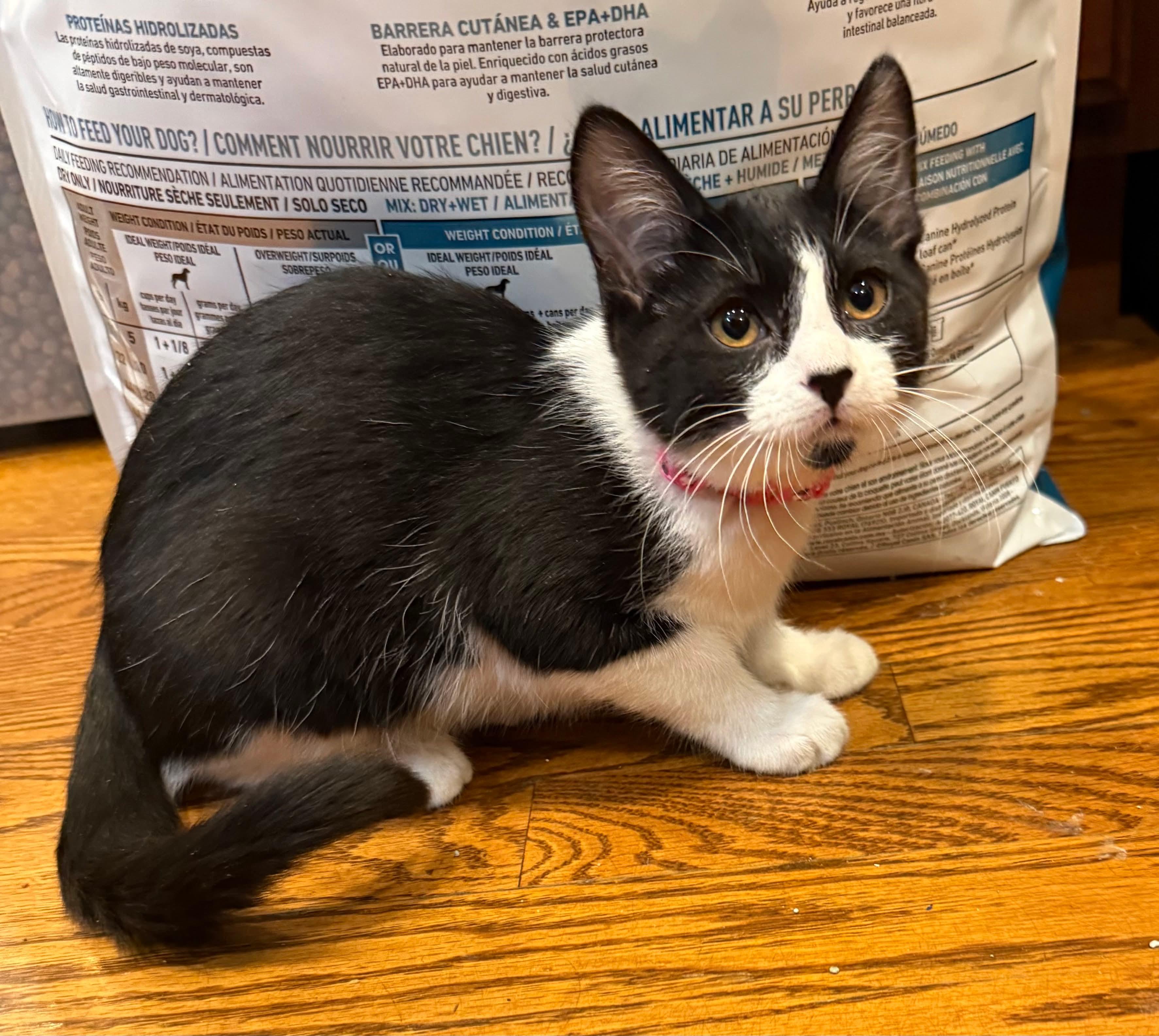 Kareena, adopted, Kitten Female Domestic Short Hair.