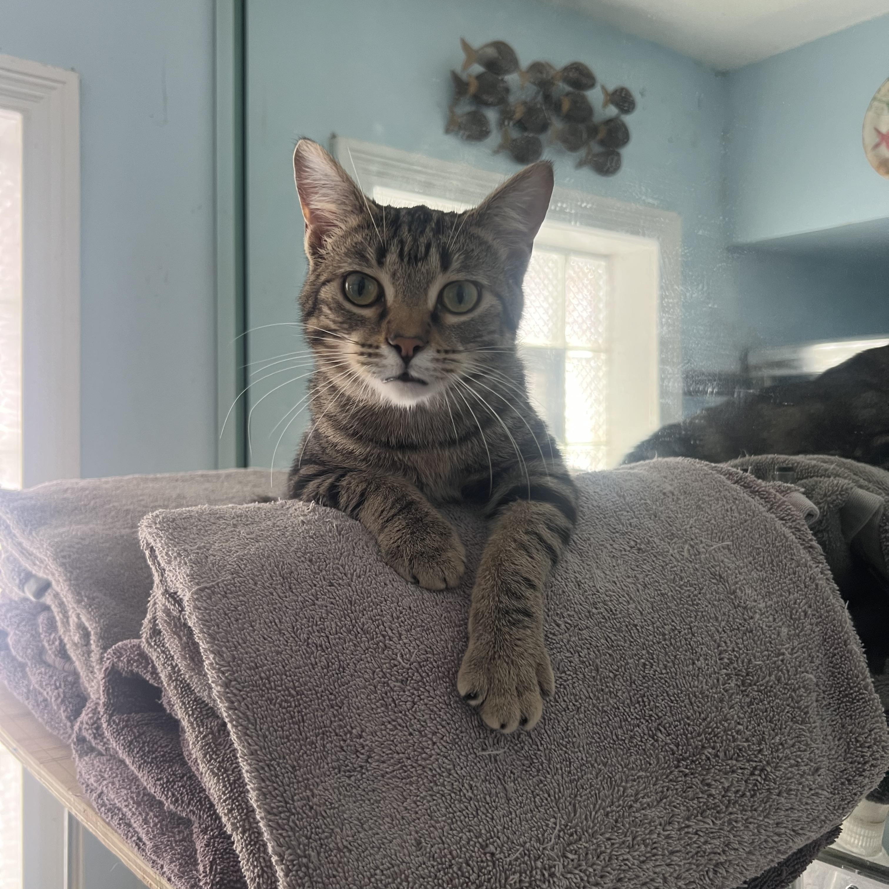 Enlarge Wash, a ADOPTABLE Domestic Short Hair in Royal Oak, MI image 1/3