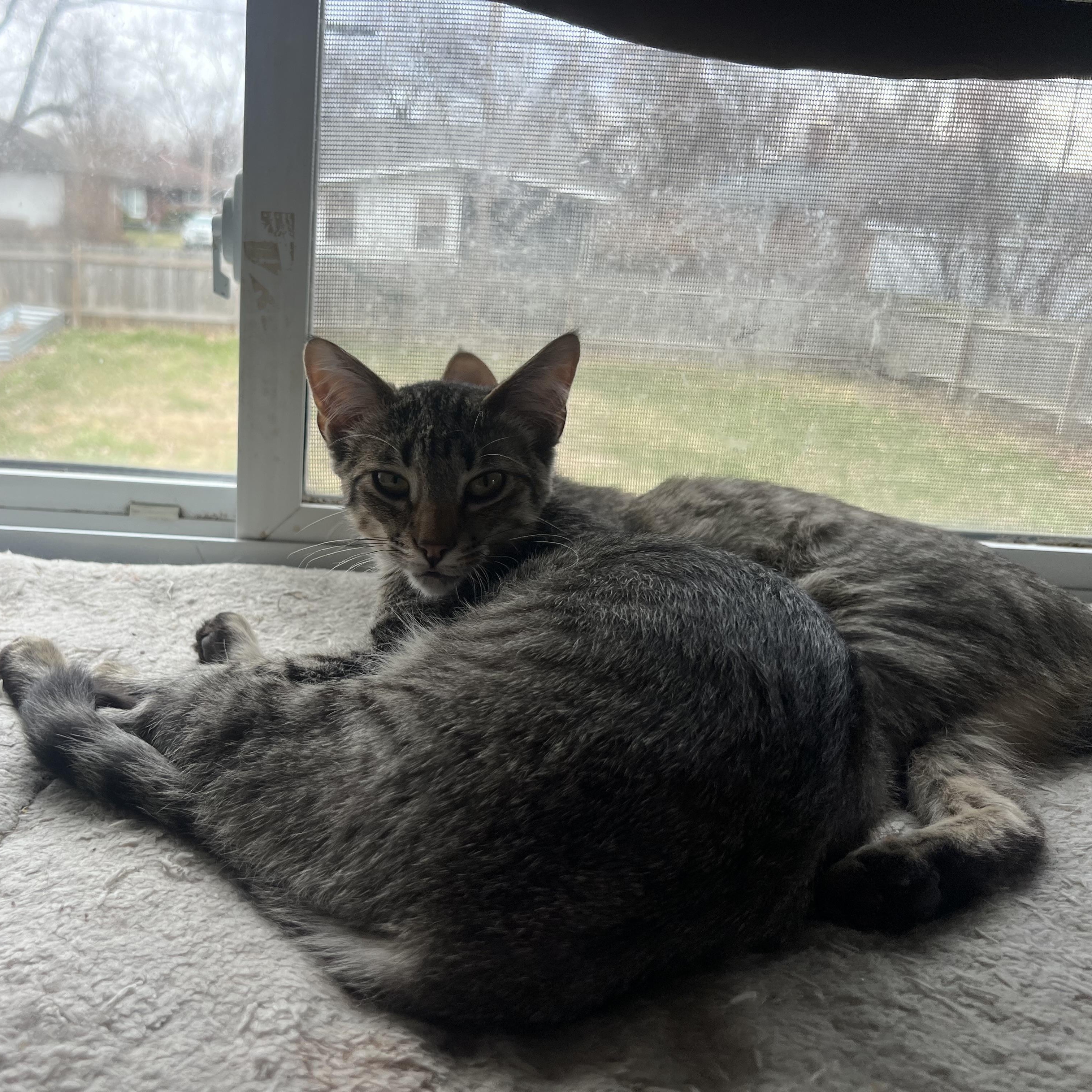 Enlarge Wash, a ADOPTABLE Domestic Short Hair in Royal Oak, MI image 3/3