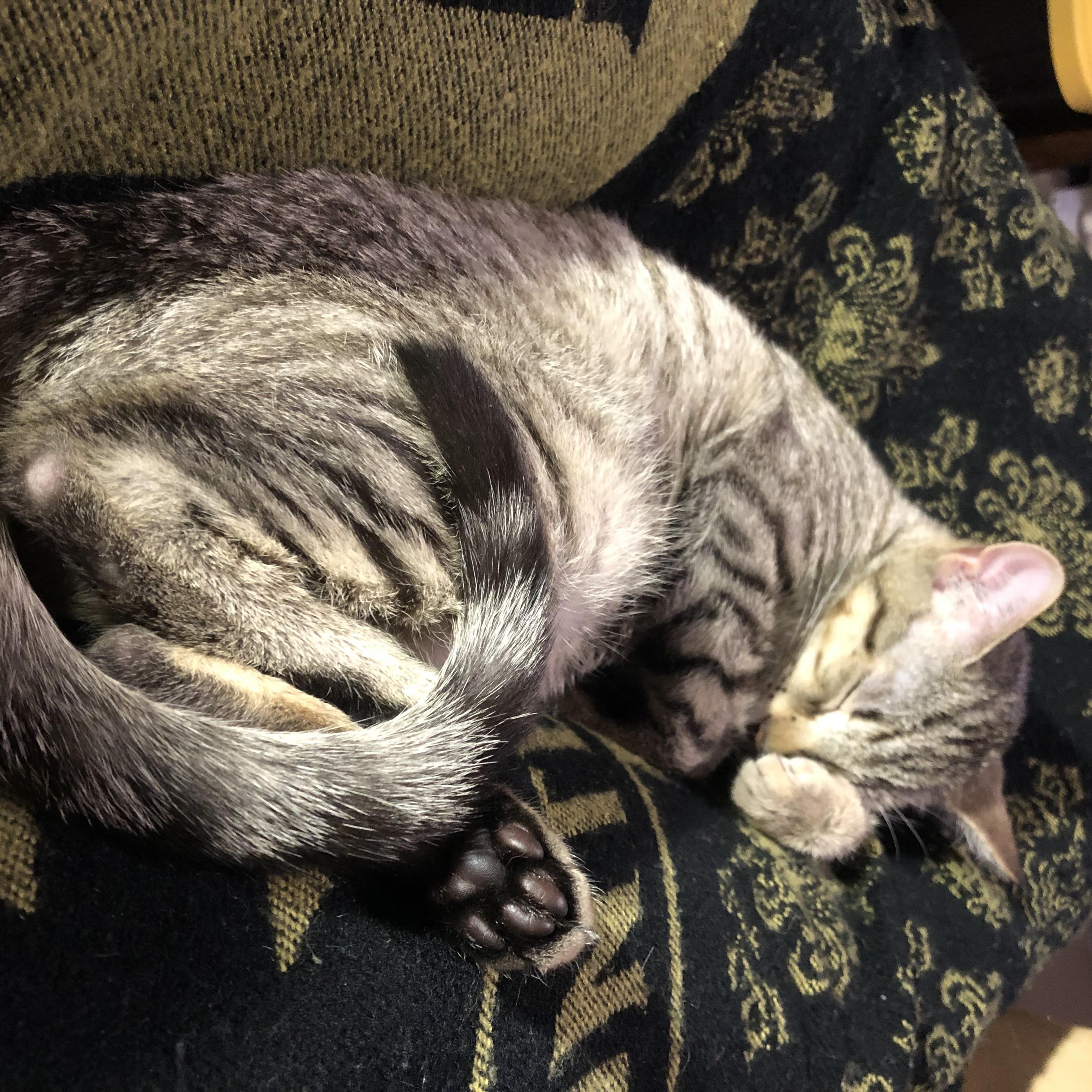 Enlarge Wash, a ADOPTABLE Domestic Short Hair in Royal Oak, MI image 2/3