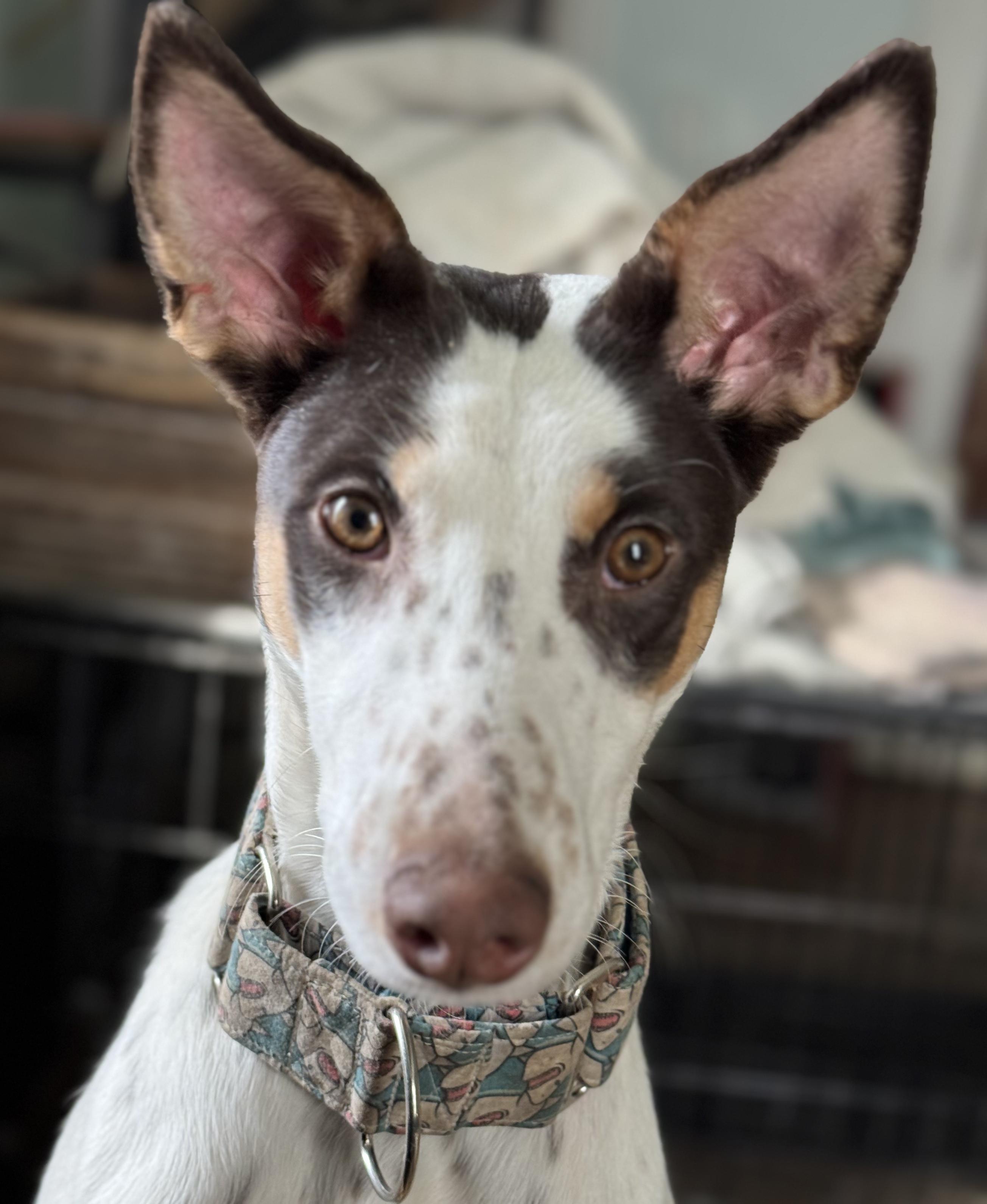 Kevin, a Adoptable Portuguese Podengo in Worcester, MA image 5/6