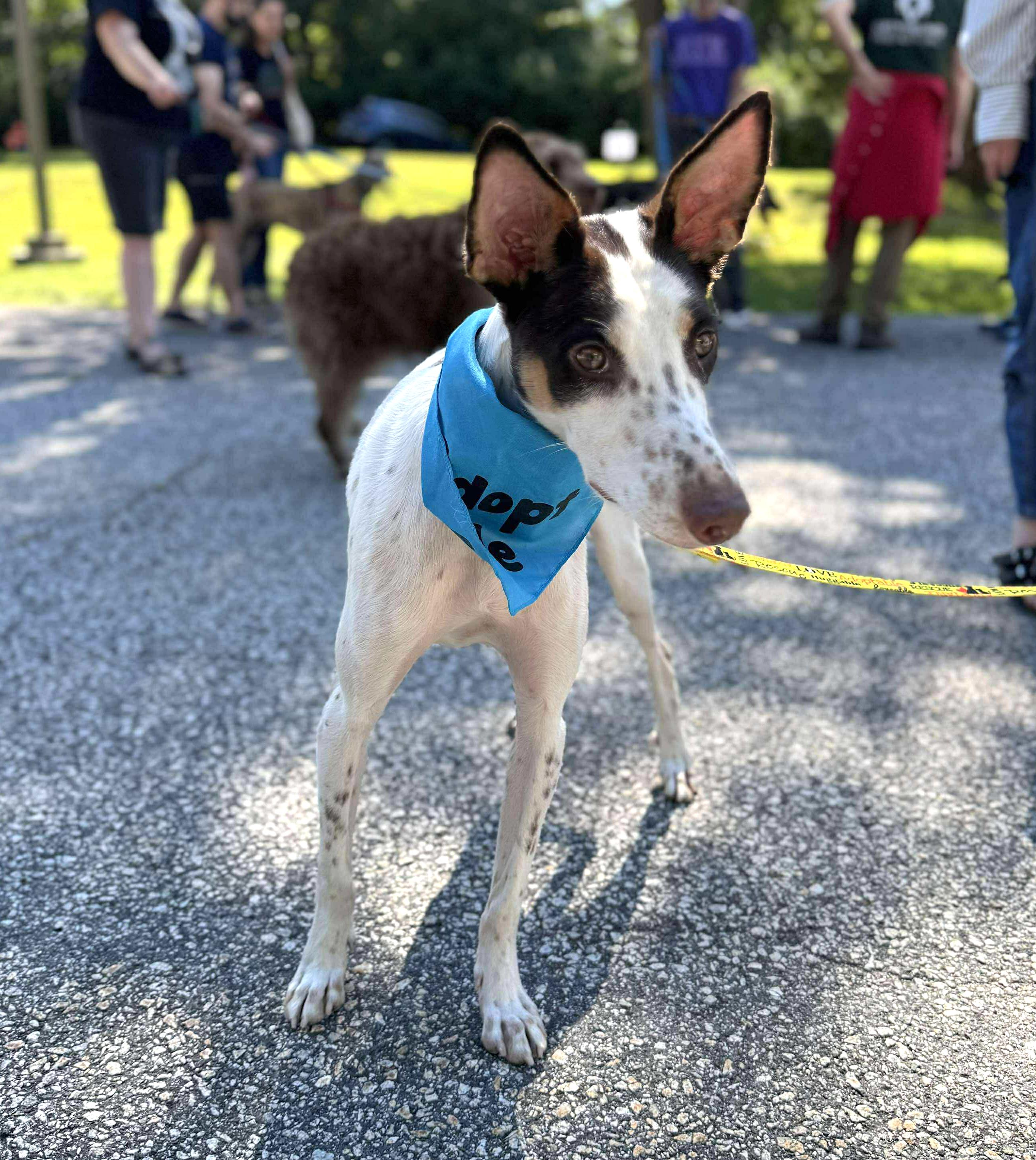 Kevin, a Adoptable Portuguese Podengo in Worcester, MA image 4/6