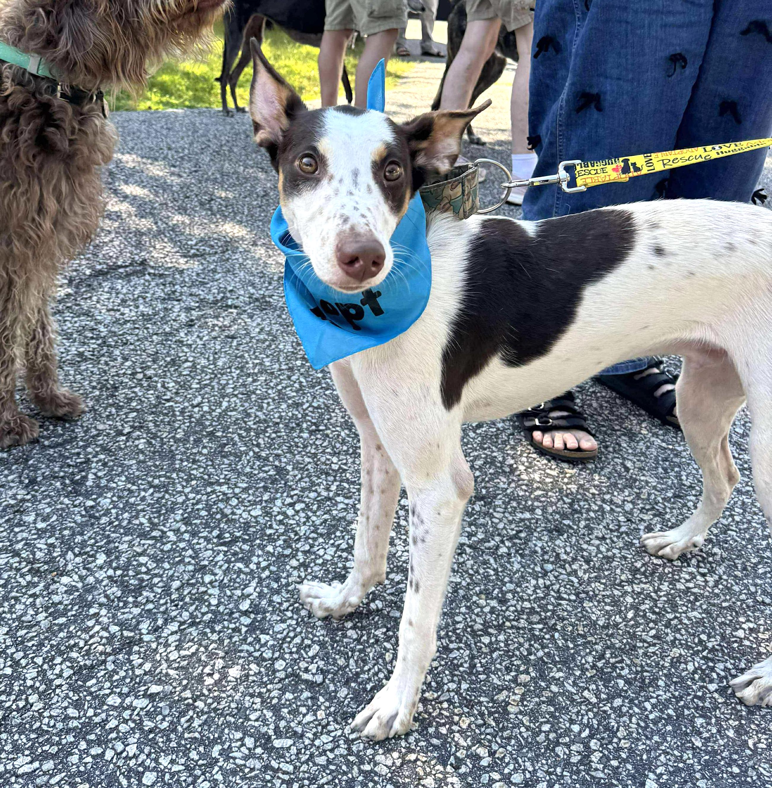 Kevin, Adoptable, Adult Male Portuguese Podengo.