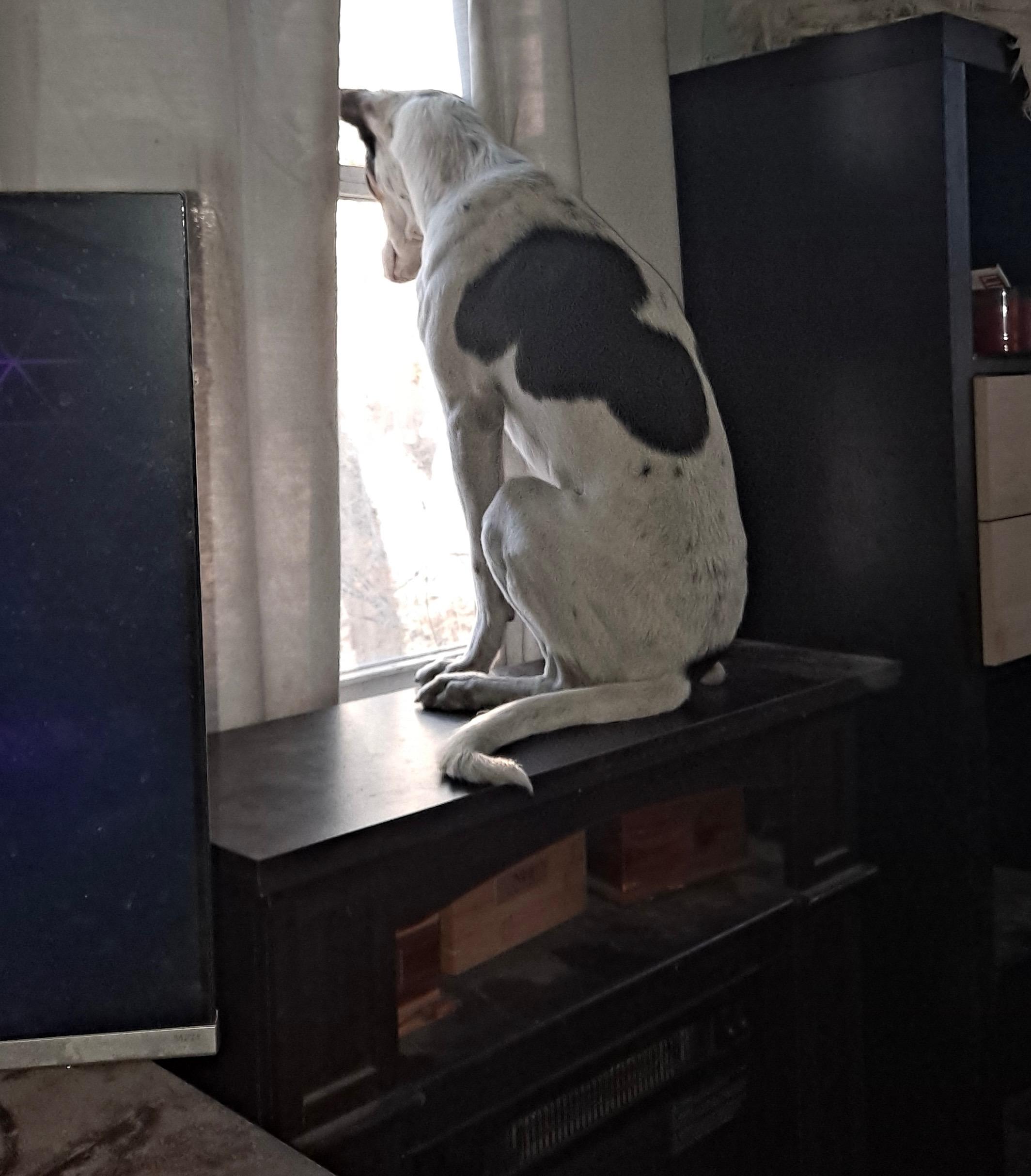 Kevin, a Adoptable Portuguese Podengo in Worcester, MA image 2/6