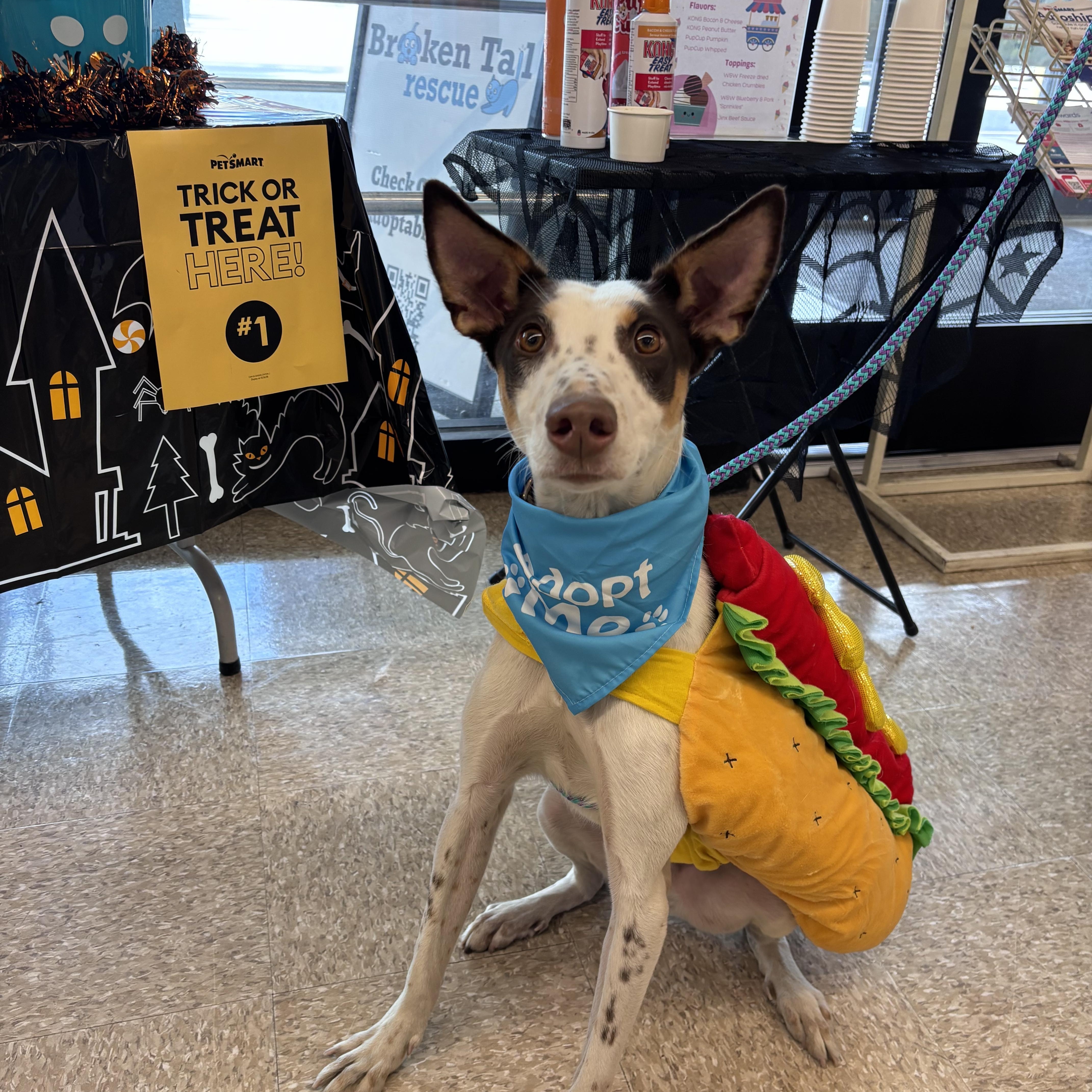 Kevin, a Adoptable Portuguese Podengo in Worcester, MA image 3/6
