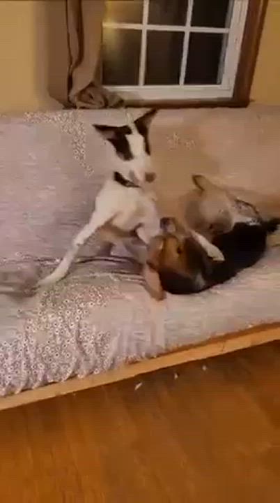 Enlarge Kevin, a Adoptable Portuguese Podengo in Worcester, MA video 6/6