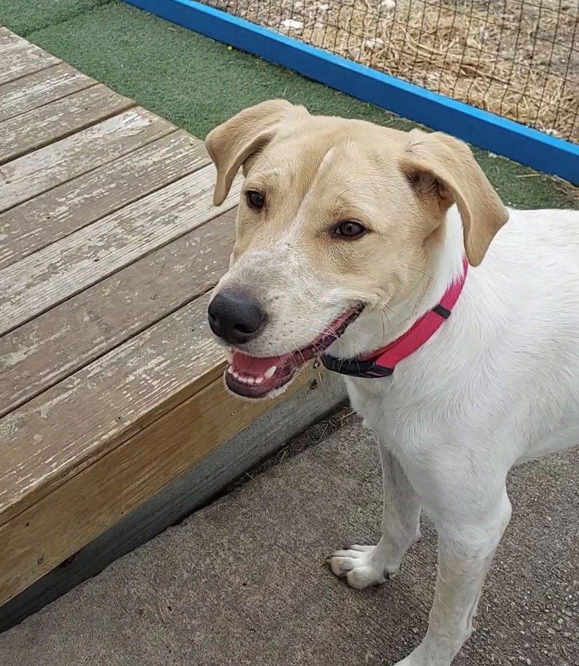 Lovely Lucy, Adoptable, Adult Female Pointer & Labrador Retriever.
