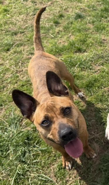 Enlarge Jynx, a ADOPTABLE mixed breed in Kearneysville, WV image 2/2