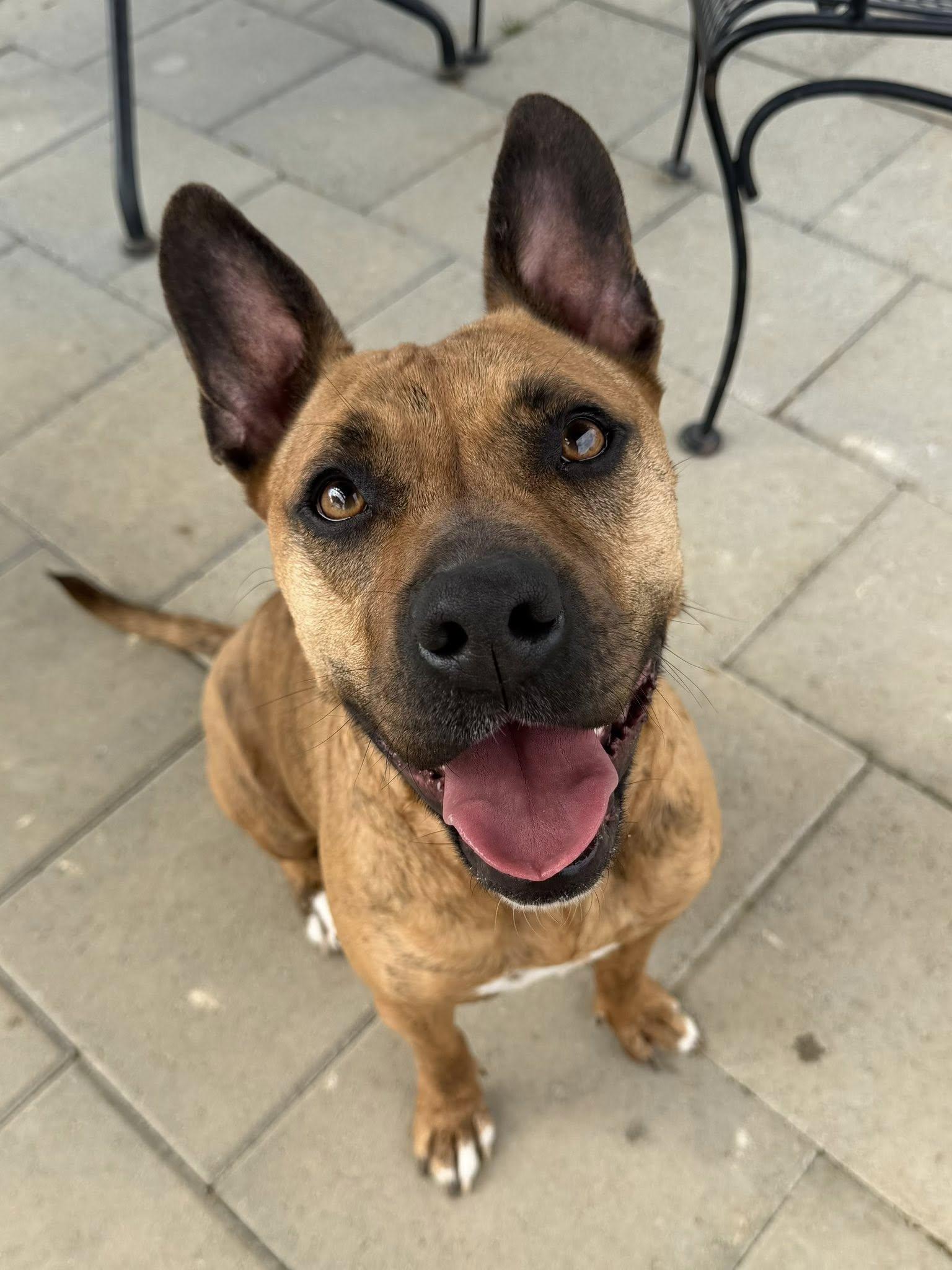 Jynx, ADOPTABLE, Adult Female Pit Bull Terrier.