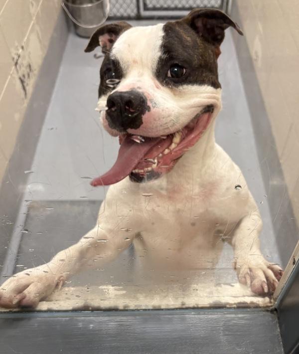 Petsuites: South, Adoptable, Adult Male Pit Bull Terrier.