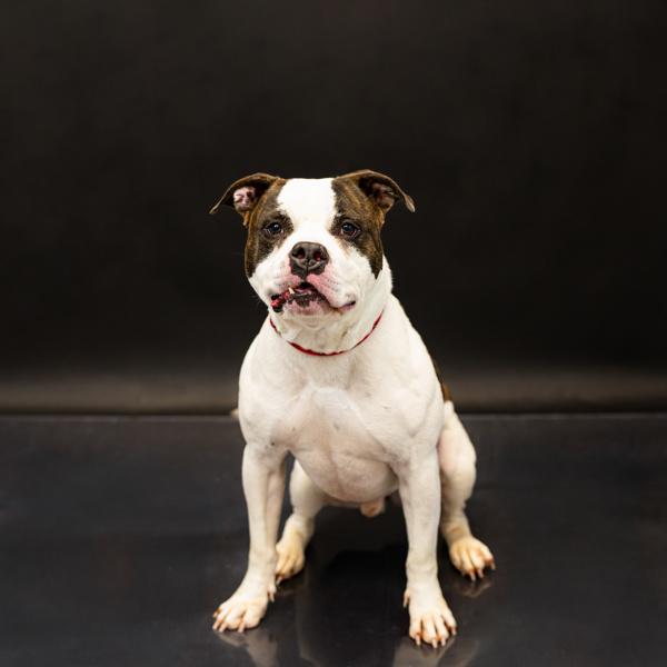 Enlarge Petsuites: South, a Adoptable mixed breed in Lawrenceville, GA image 2/4