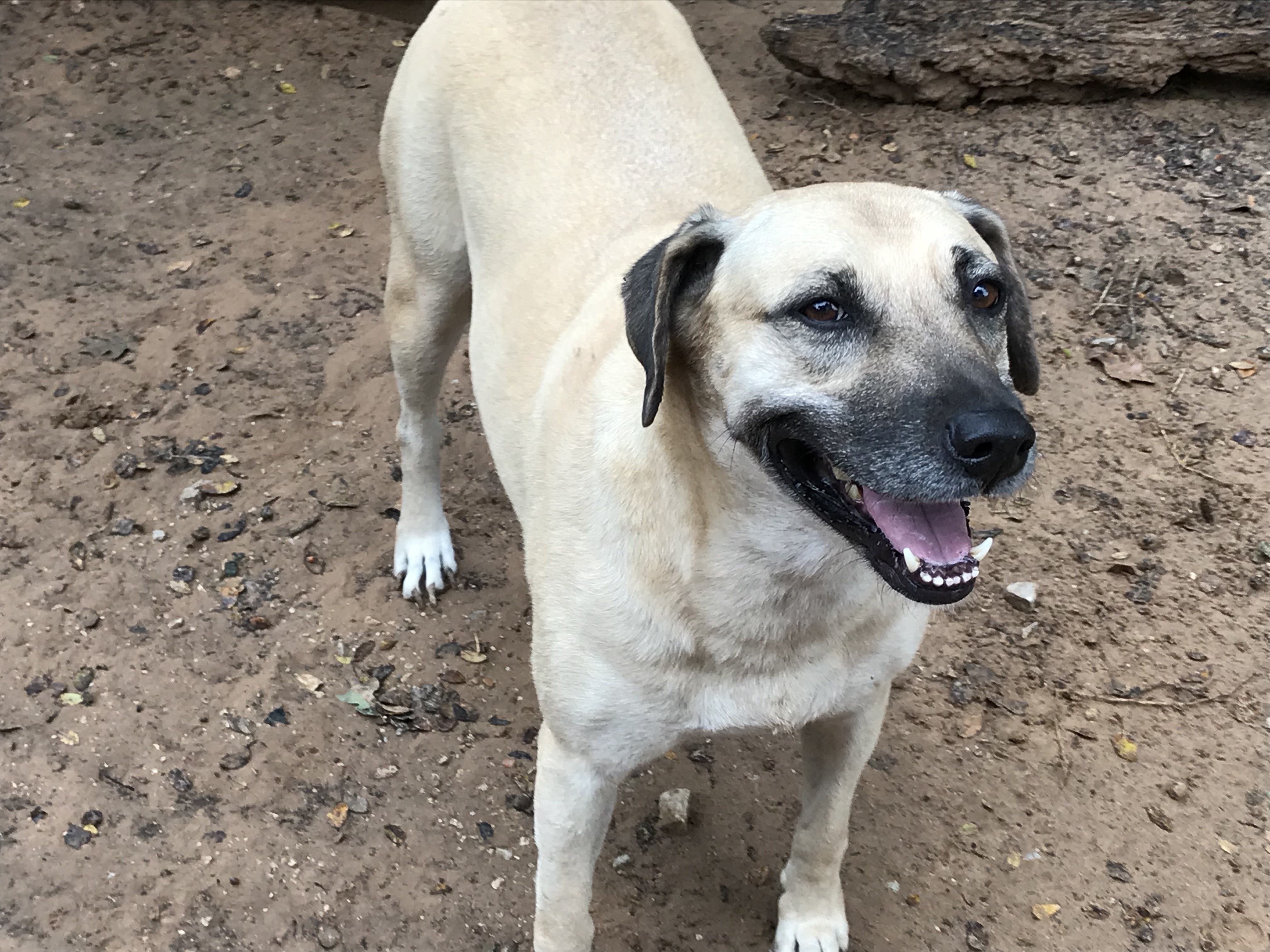 Buda, a Adoptable mixed breed in Paradise, TX image 1/12